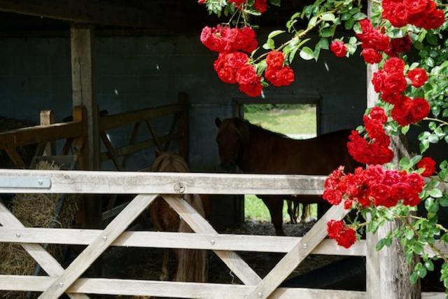 B&B De Hulst Izegem Zewnętrze zdjęcie